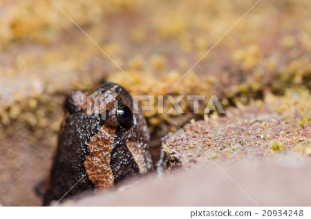 Asian painted frog 20934248