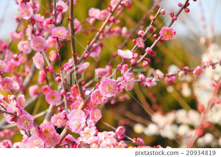 梅花 20934819