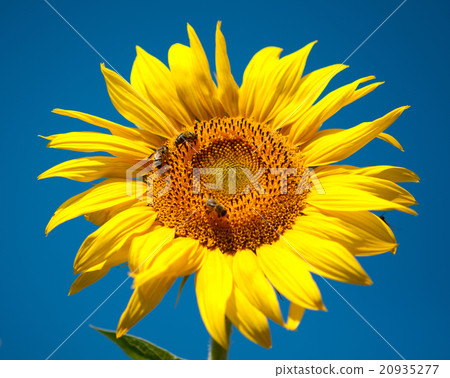 sunflower with bees sunflower with bees 20935277