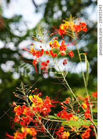 Peacock's Crest, Pride of Barbados tropical plants Peacock's Crest, Pride of Barbados tropical plants 20935343