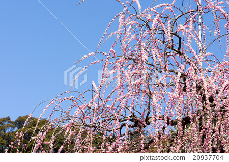 Dangling plum 20937704