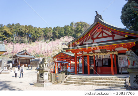 景觀 犬山市愛知縣大塚神社梅花園 照片素材 圖片 圖庫