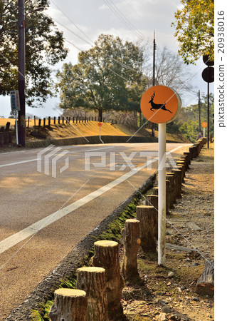 Deer Attention 20938016