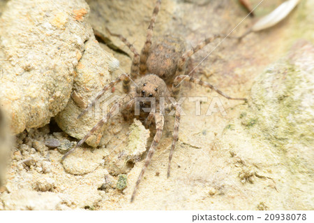 Spider Spider 20938078