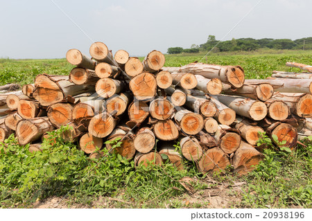Eucalyptus tree, Pile of wood logs for industry Eucalyptus tree, Pile of wood logs for industry 20938196