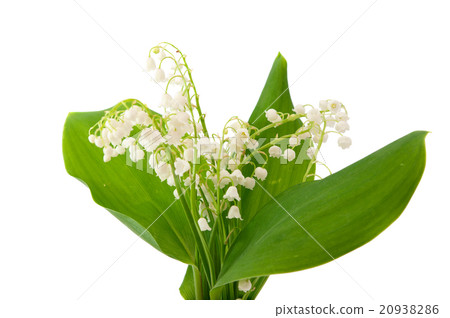 lily of the valley 20938286