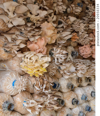 Oyster mushroom cultivation 20938334