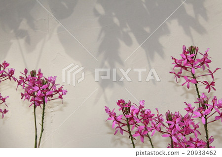 Phalaenopsis orchid, pink girl Phalaenopsis orchid, pink girl 20938462