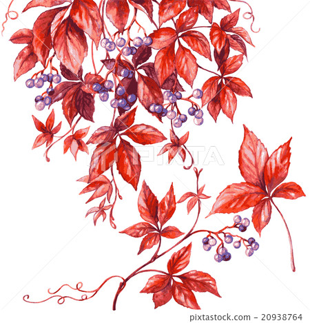 Wild grapes branch. Wild grapes branch. 20938764