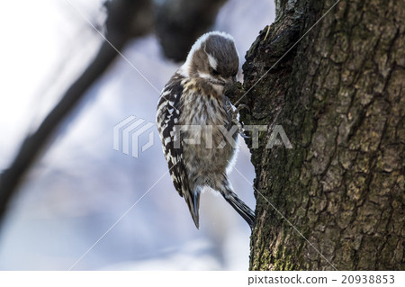 Kogera Kogera 20938853