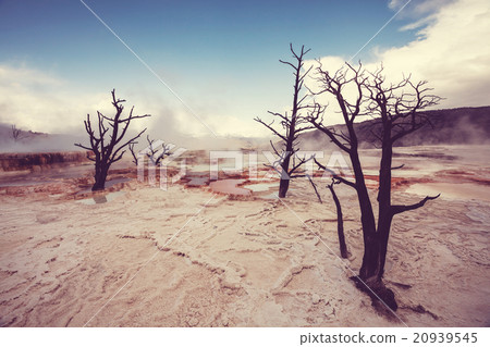 Mammoth Hot Springs Mammoth Hot Springs 20939545
