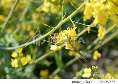 Western bee and rape flower Rape flower Bee bee Nature cultivation honey insect yellow flower spring Western bee and rape flower Rape flower Bee bee Nature cultivation honey insect yellow flower spring 20939777