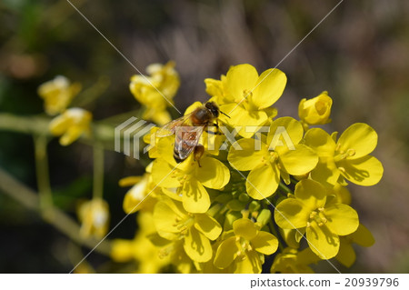 Western bee and rape flower Rape flower Bee bee Nature cultivation honey insect yellow flower spring Western bee and rape flower Rape flower Bee bee Nature cultivation honey insect yellow flower spring 20939796