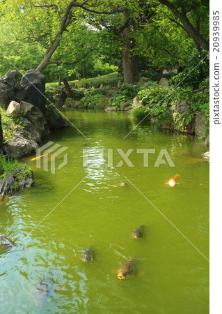 Kiyosumi花園的錦鯉 20939985