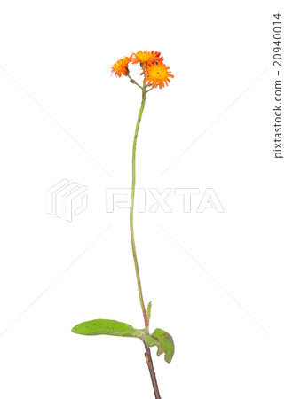 Orange hawkweed (Hieracium aurantiacum) 20940014