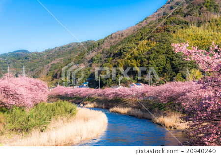 Kawazu櫻花盛開靜岡縣河津町 Kawazu櫻花盛開靜岡縣河津町 20940240