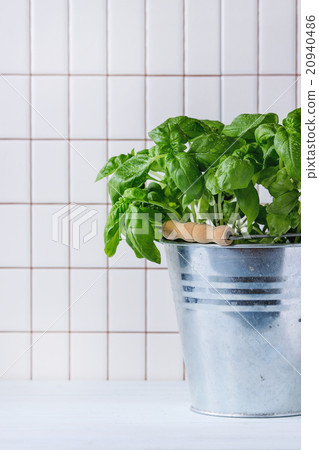 Basil in pot Basil in pot 20940486