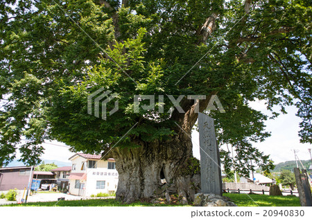 東大門的大型櫸樹[國家指定的特殊自然歷史古蹟] 20940830