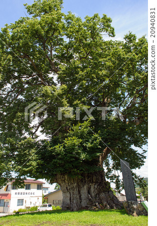 Japan's three major zelkova [country designated special natural treasure] 20940831