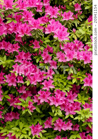 Azalea in full bloom Azalea in full bloom 20941154