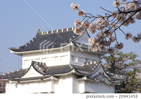 城堡和櫻花 20941458