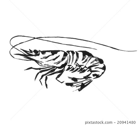Shrimp illustration Shrimp illustration 20941480