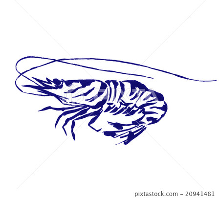 Shrimp illustration 20941481