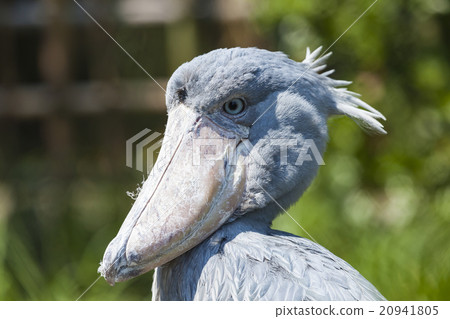 Shoebill, Abu Markub (Balaeniceps rex) Shoebill, Abu Markub (Balaeniceps rex) 20941805