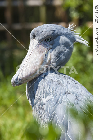 Shoebill, Abu Markub (Balaeniceps rex) Shoebill, Abu Markub (Balaeniceps rex) 20941806