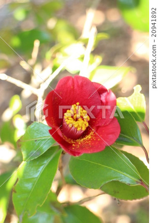 Tsubaki Yongle Kurosuke Kurosaki Tsubaki Yongle Kurosuke Kurosaki 20941892