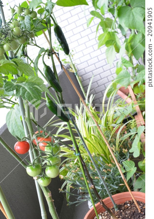 Home garden Home garden 20941905