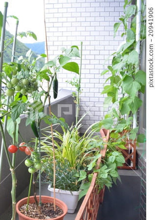 Home garden Home garden 20941906