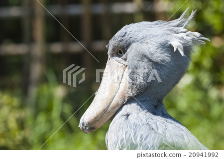 Shoebill, Abu Markub (Balaeniceps rex) 20941992