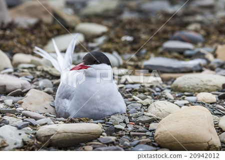 Arctic Tern  20942012