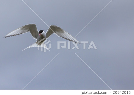 Whilst their mates incubate eggs,Arctic Terns Whilst their mates incubate eggs,Arctic Terns 20942015