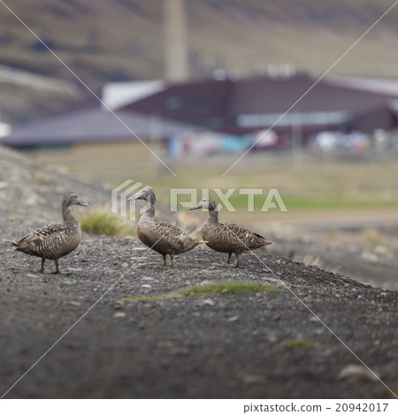 Beautiful scenic view of blue gulf under mountain Beautiful scenic view of blue gulf under mountain 20942017