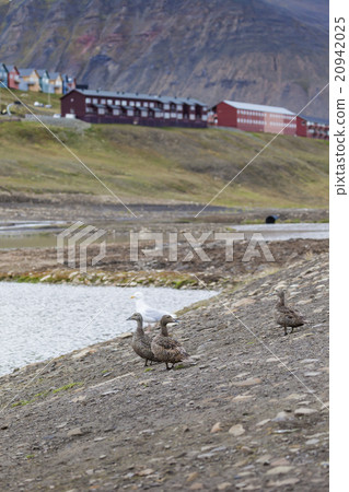 Beautiful scenic view of Longyearbyen  20942025