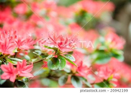 Light azalea Light azalea 20942199