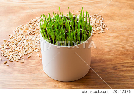 寵物草和種子在耕種下 20942326