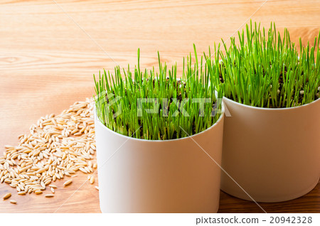 Pet grass and seeds under cultivation 20942328