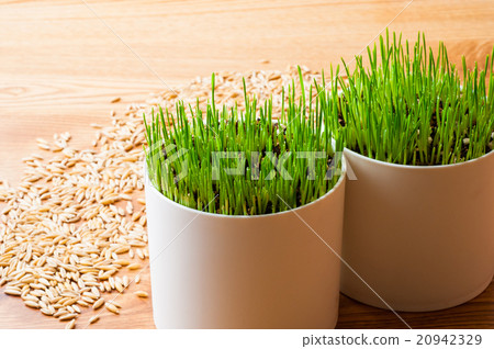 Pet grass and seeds under cultivation 20942329