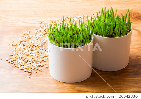 Pet grass and seeds under cultivation 20942330