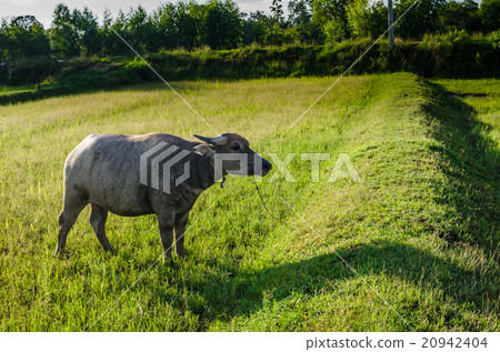 Thai buffalo Thai buffalo 20942404