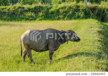 Thai buffalo 20942407