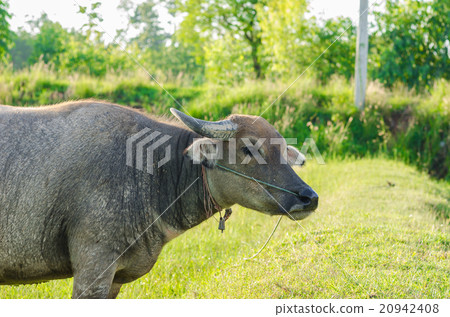 Thai buffalo Thai buffalo 20942408