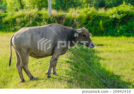 Thai buffalo Thai buffalo 20942410