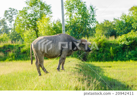 Thai buffalo Thai buffalo 20942411