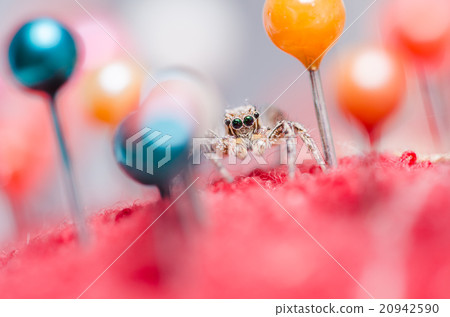 Spider and pins Spider and pins 20942590
