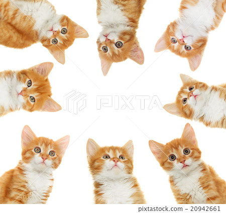 kitten looking 20942661