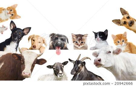 Collection of pet 20942666